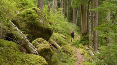 Trail im Mount Rainier National Park